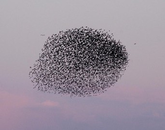 flock-of-birds3